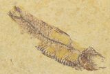 Limestone with Two Fossil Fish (Knightia) - Wyoming #355621-2
